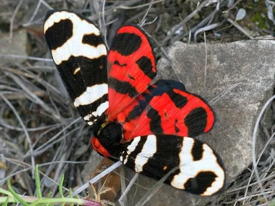 Arctia festiva