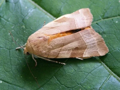 Noctua fimbriata