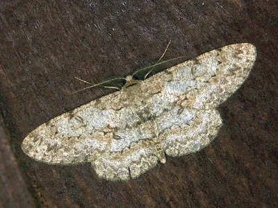 Hypomecis punctinalis