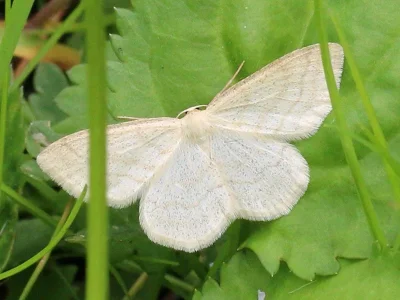 Scopula (Ustocidalia) ternata