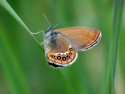 Coenonympha hero