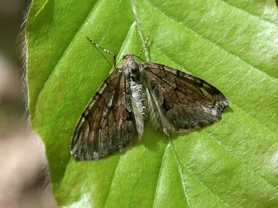 Thera obeliscata