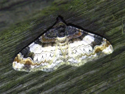 Catarhoe cuculata