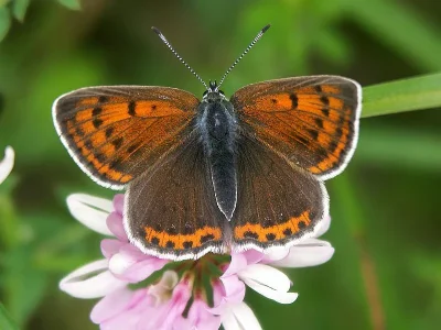 Lycaena (Heodes) hippothoe