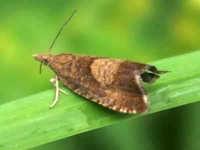 Dichrorampha simpliciana