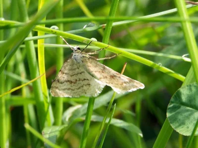 Mesotype verberata