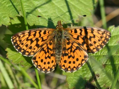 Boloria (Clossiana) dia