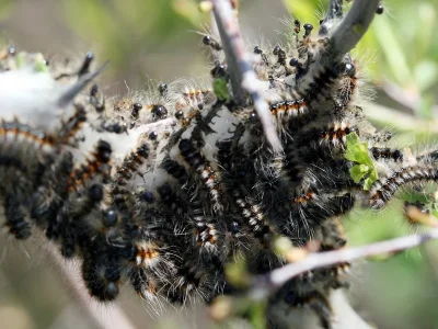 Eriogaster (Eriogaster) catax