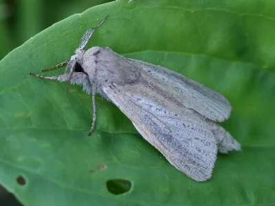 Phragmataecia castaneae