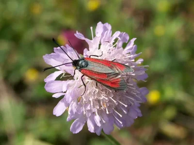 Zygaena (Mesembrynus) purpuralis