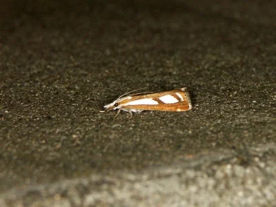 Catoptria osthelderi