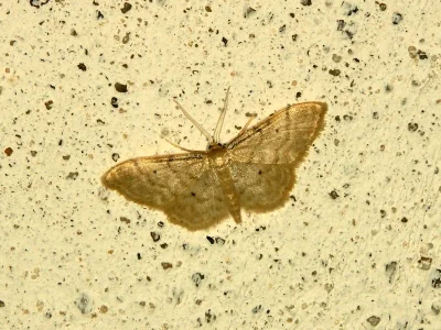 Idaea fuscovenosa