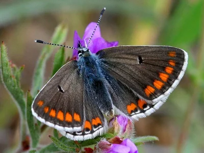 Aricia (Aricia) agestis