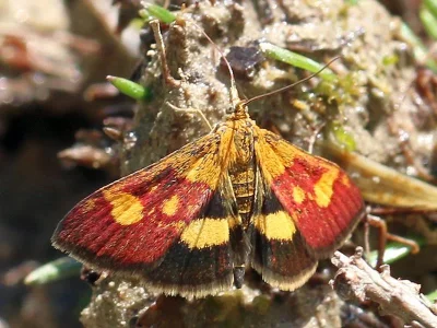 Pyrausta falcatalis