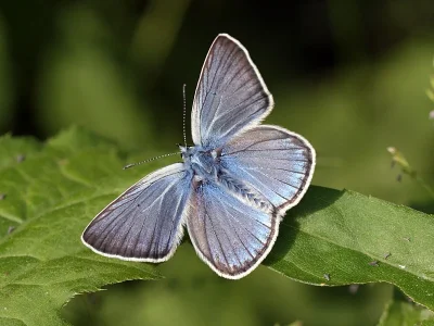 Polyommatus (Plebicula) amandus