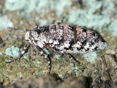 Phigalia pilosaria