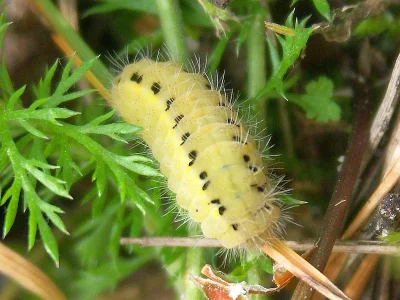 Zygaena (Agrumenia) loti