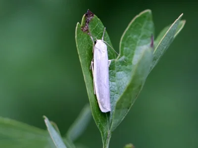 Eilema (Collita) griseola
