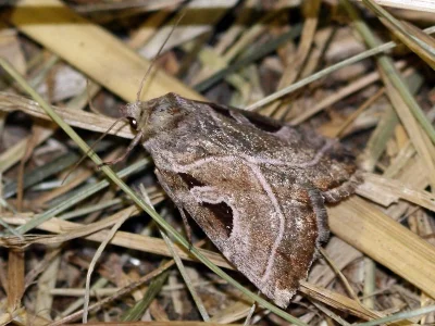 Eucarta virgo
