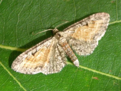 Eupithecia icterata