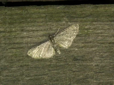 Eupithecia tripunctaria
