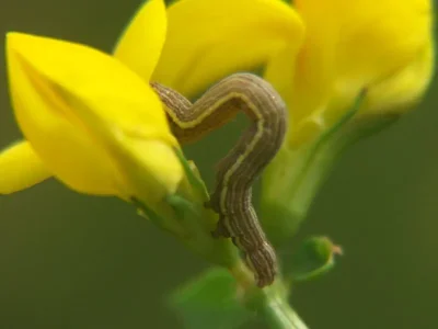 Euclidia (Callistege) mi