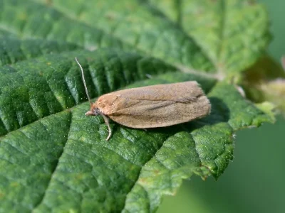 Aphelia (Aphelia) viburnana