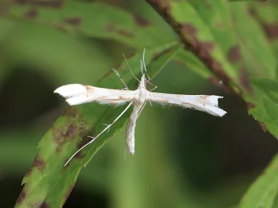 Gillmeria ochrodactyla