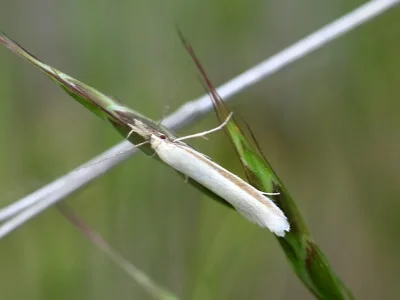 Pleurota (Pleurota) pyropella