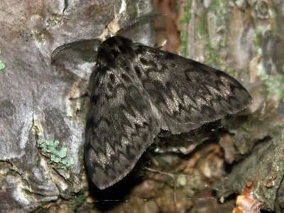 Lymantria (Lymantria) monacha
