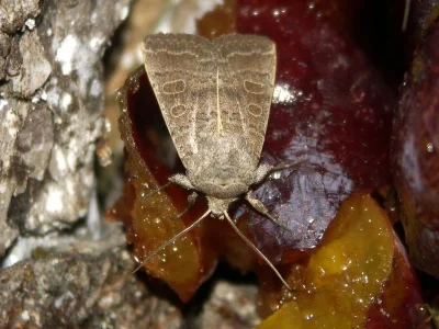 Hoplodrina ambigua