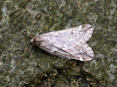 Alsophila aescularia