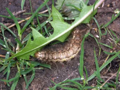 Spilarctia (Spilarctia) lutea
