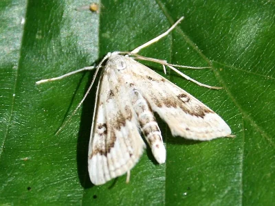 Parapoynx stratiotata