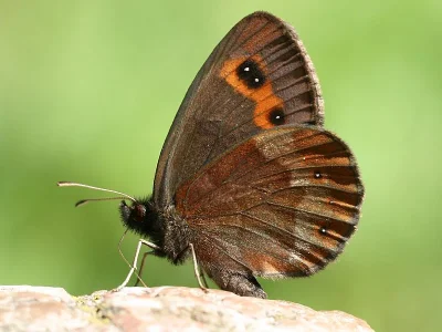 Erebia aethiops