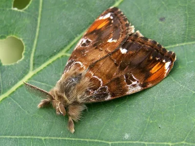 Orgyia (Telochurus) recens