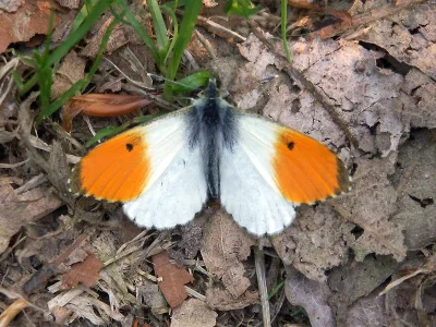 Anthocharis (Anthocharis) cardamines