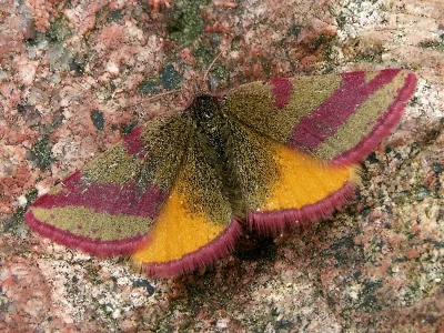 Lythria cruentaria