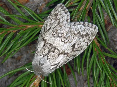 Calliteara abietis