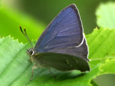Favonius quercus