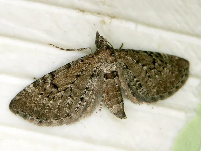 Eupithecia intricata