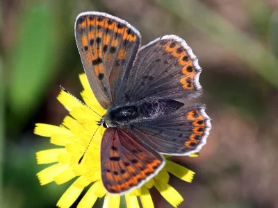 Lycaena (Heodes) tityrus