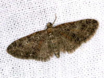 Eupithecia abbreviata
