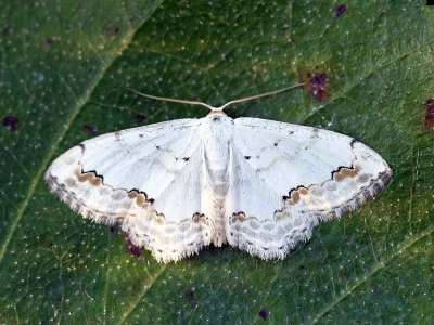 Scopula (Scopula) ornata