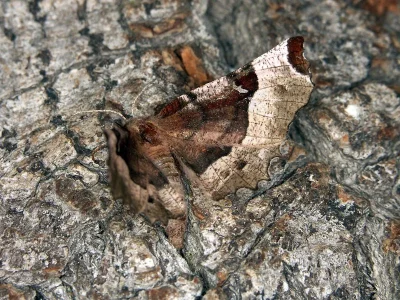 Selenia tetralunaria