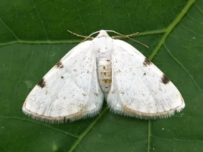 Lomographa bimaculata