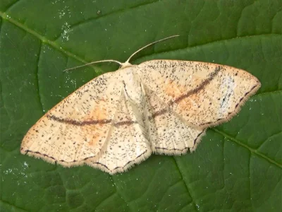 Cyclophora (Codonia) punctaria