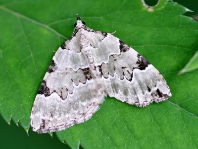 Colostygia pectinataria