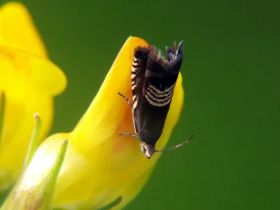 Grapholita (Grapholita) compositella
