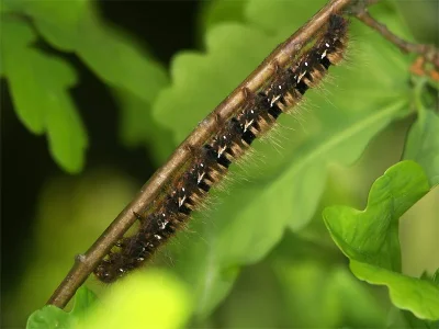 Lasiocampa (Lasiocampa) quercus